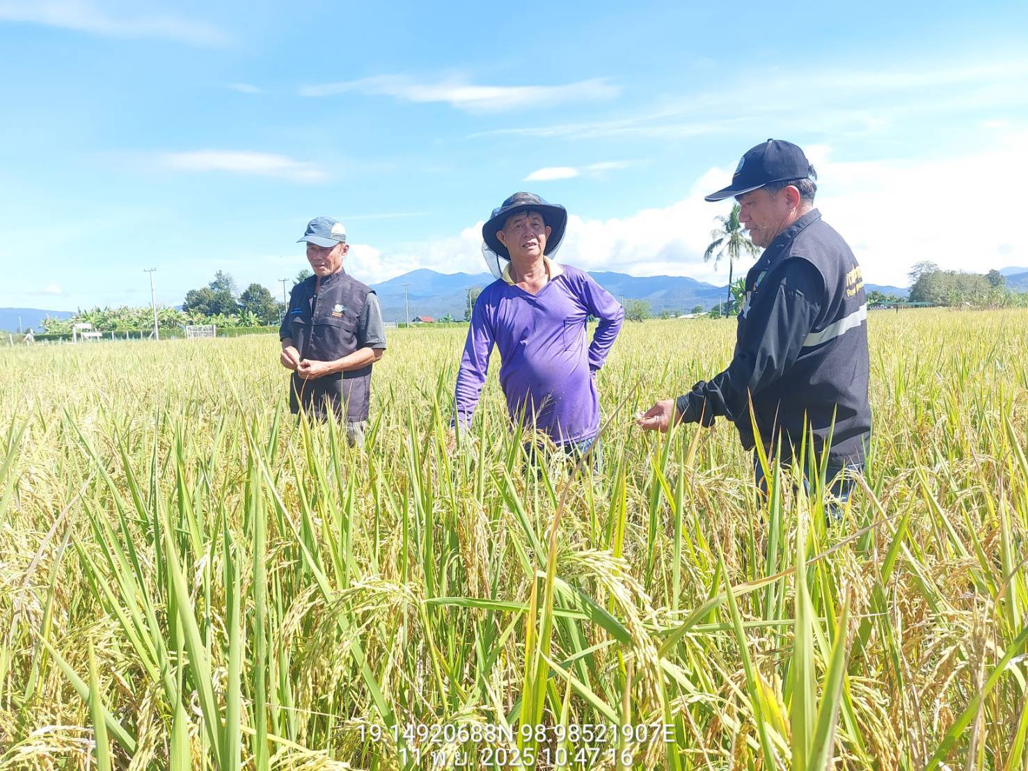 โครงการส่งน้ำและบำรุงรักษาแม่แฝก-แม่งัดสมบูรณ์ชล ลงพื้นที่ติดตามการส่งน้ำและการเก็บเกี่ยวผลผลิตข้าวนาปี ปลายฤดูฝน 68 