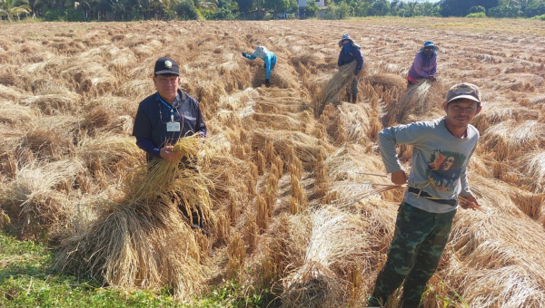 โครงการส่งน้ำและบำรุงรักษาแม่แฝก-แม่งัดสมบูรณ์ชล ติดตามการส่งน้ำและการเก็บเกี่ยวข้าวนาปี ปี 68 พื้นที่แม่แฝก-แม่งัด